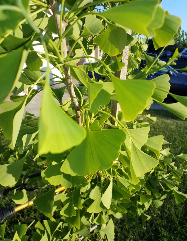 ginkgo