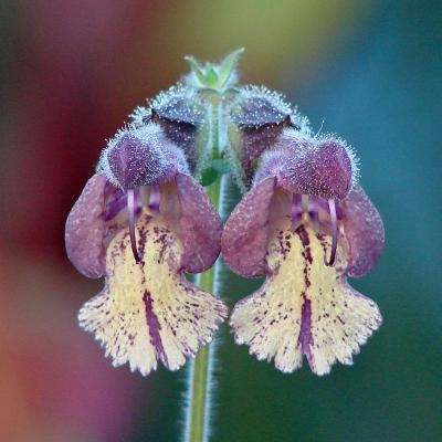 Szechuan sage-photo from Flowers by the Sea