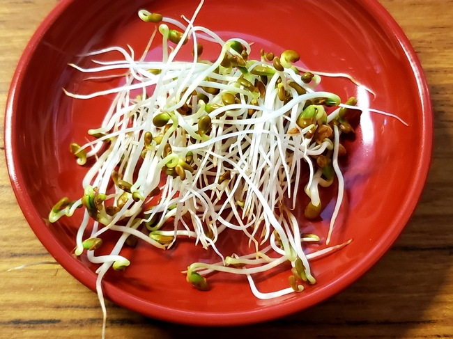 Day 4 - Ready to Eat - Tasty Broccoli Sprouts.