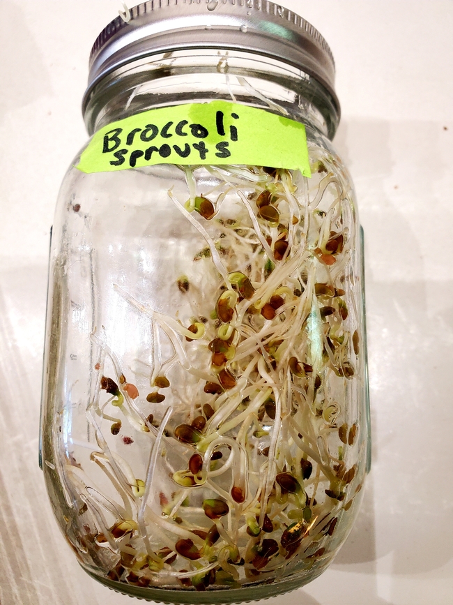 GROWING SPROUTS IN MASON JARS 