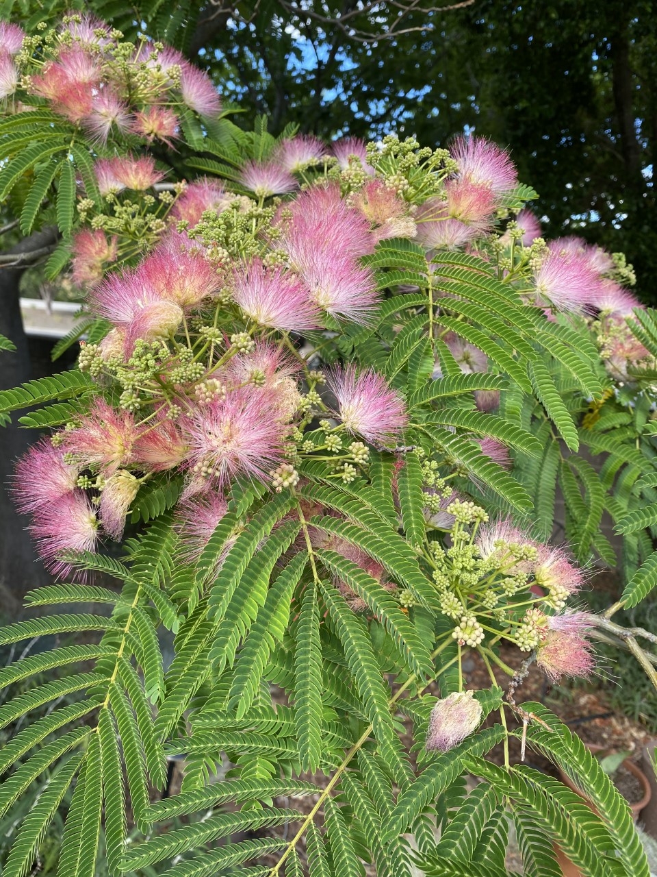 From Invasive to Native - Under the Solano Sun - ANR Blogs