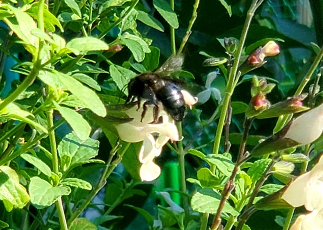 Female carpenter bee on a Heatwave Glimmer sage - Al Alvarado