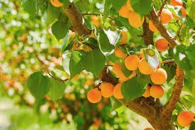 Apricot tree.