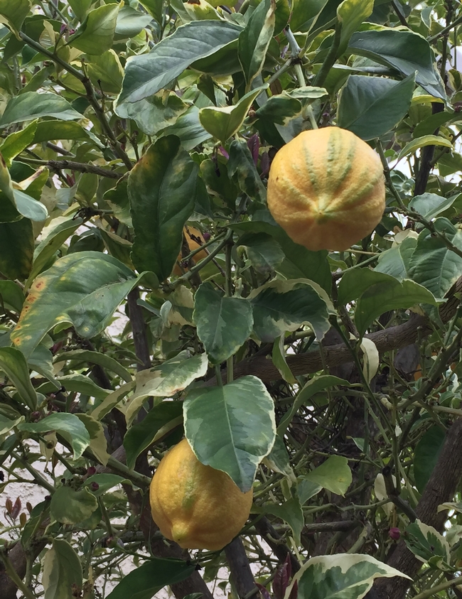 Lemon Tree. photos by Melinda Nestlerode