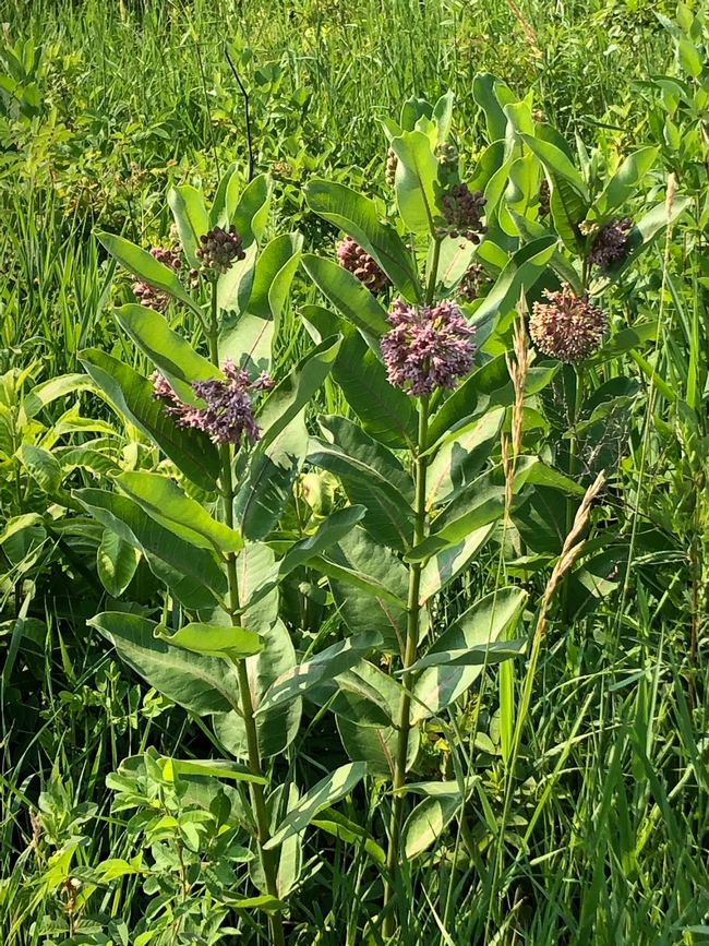 Milkweed. photos by Melinda Nestlerode