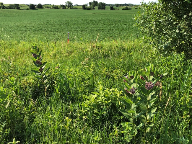 Milkweed2