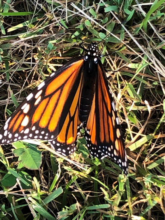 Monarch butterfly