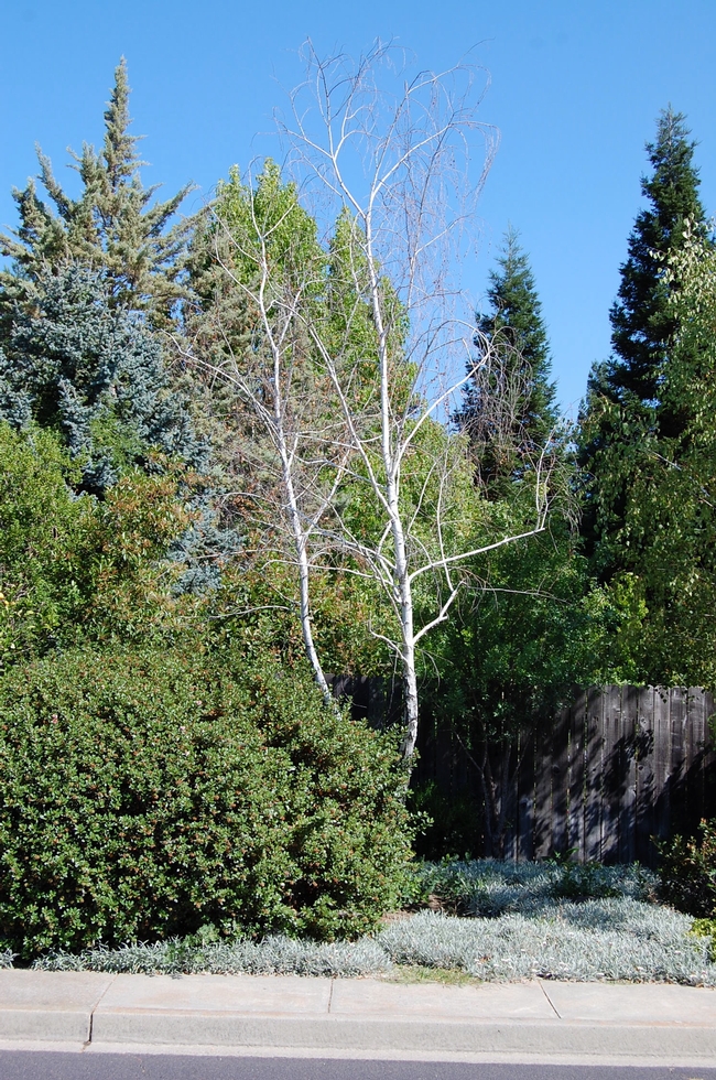A dead European white birch stands in stark contrast to the healthy landscape around it in this Vacaville yard. (Photo by Kathy Thomas-Rico)