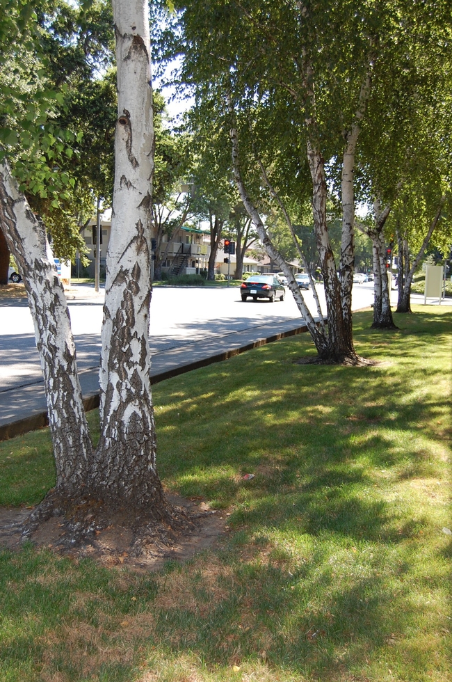 A row of older white birches thrives in a well-irrigated strip of turf along West Monte Vista Avenue in Vacaville. (Photo by Kathy Thomas-Rico)