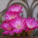 Cacti in a wall container (Photo by Emily Rued)