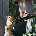 The bird feeder is an easy reach from the fence for this hungry tree squirrel. (Photo by Sharon Leos)