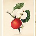 Fruit prints from Smithsonian Magazine July/August 2011