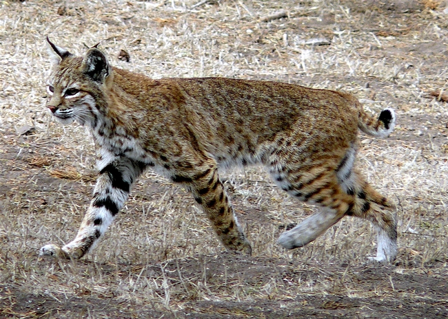 https://upload.wikimedia.org/wikipedia/commons/3/30/Bobcat_photo.jpg