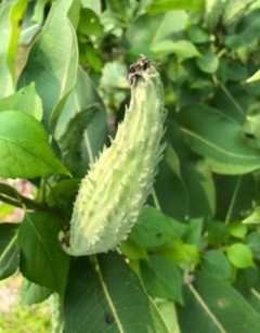 Milkweed pod.