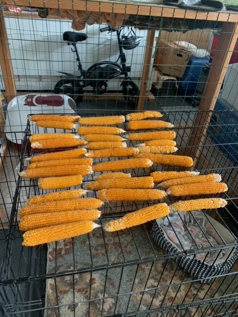 Drying the cobs.