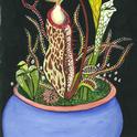 Carnivorous plants in a pot. (Drawing by Georgia Luiz)