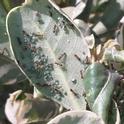 Aphids being tended to by ants. (Photo by Riva Flexer)