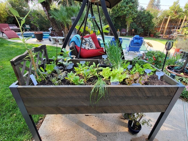 Winter Lettuce & Spinach Garden - photos by Paula Pashby