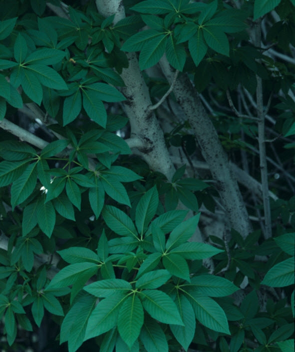 Aesculus californica CA Buckeye Tree Leaves