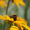 Longhorn bee on Black-eyed Susan. (Photo by Jennifer Baumbach)