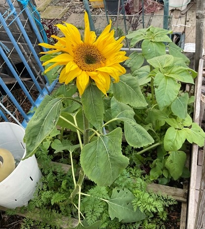 sunflower tina saravia 2022