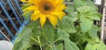 sunflower tina saravia 2022 for Under the Solano Sun Blog