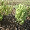 Ocimum pesto perpetua (photo by Susan Christiansen