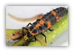 Lady Bug Larva.