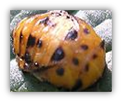 A New Ladybug (pupae).