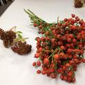 Sedum 'Autumn Joy' and rose hips. (photo by Jennifer Baumbach)