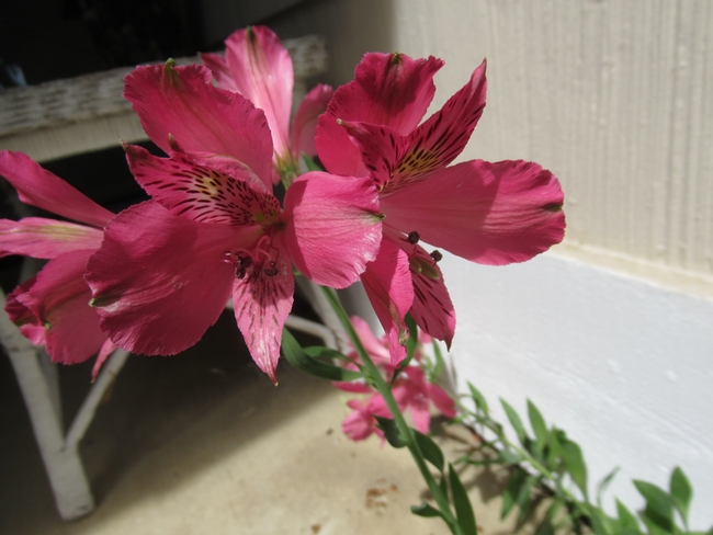 Closeup of the Peruvian Lily