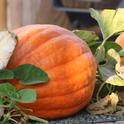 A great pumpkin. (photo by Jennifer Baumbach)