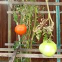 November tomatoes. (photo by Sharon Leos)