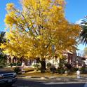 This Ginkgo biloba tree stands at the corner of Buck Avenue and West Street in downtown Vacaville. (Photo was taken in November 2006.)