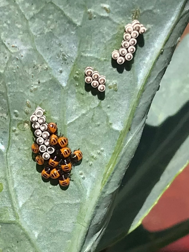 Harlequin eggs and nymphs.