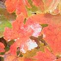 Fall Grape Leaves (photos by Patricia Brantley)