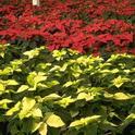 Poinsettias in full bloom. (photo by Jack Kelly Clark, UCANR)