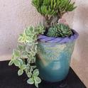 Succulents in pot. (photo by Karen Norton)