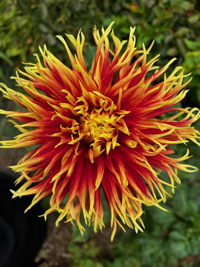 'Showy' dahlia. photo by Jennifer Baumbach