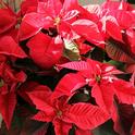 Red bracts of the poinsettia. (photo by Teresa Willis)