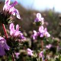 Za'atar plant. (photo by freeimagefinder.com)