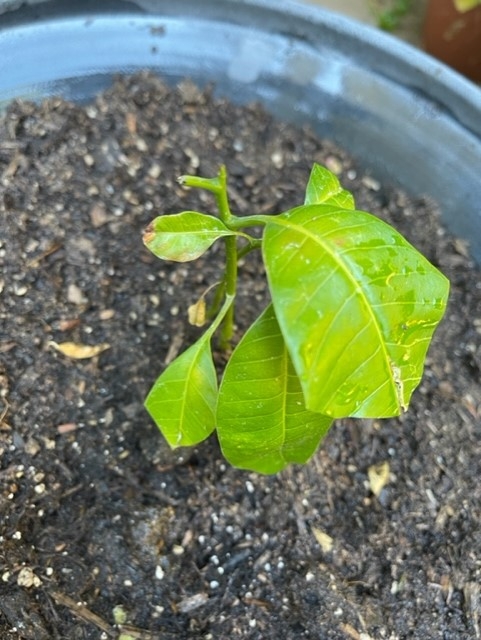 mango seedling leaves cindy yee 2022