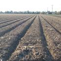 Dark soil of plowed winter fields. (photos by Marime Burton)