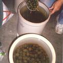 Olives curing in crocks. (photos by Sharon Rico)