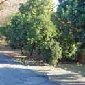 Citrus and persimmons ripen — and fall — along a driveway in north Vacaville. (Photo by Kathy Thomas-Rico)