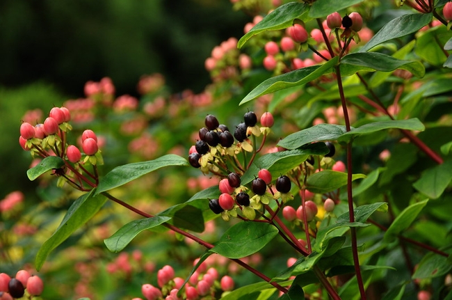 Hypericum, berries by stephen chipp is licensed under CC BY-NC 2.0.