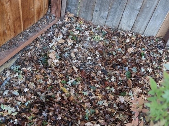 Leaves on the ground. photos by Nanelle Jones-Sullivan