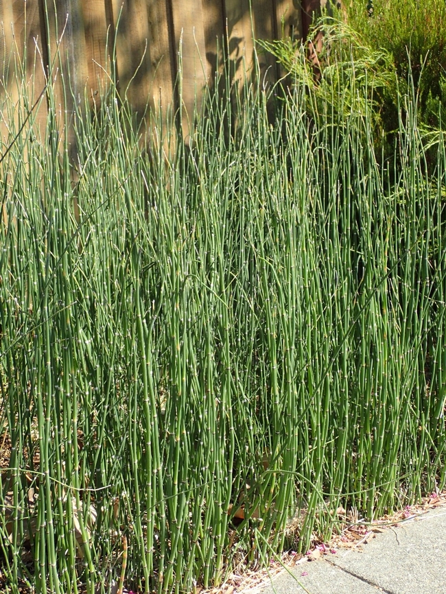 Before: horsetails filled the space between fence and sidewalk. photos by Patricia Matteson