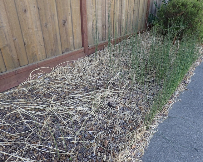 After: horsetails resprouting in city landscaping bed.