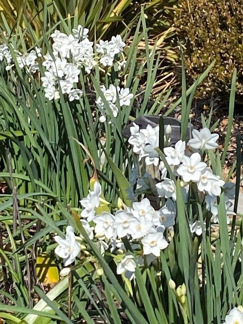 Narcissus (Daffodils, Jonquils, Narcissus, Paper White